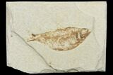 Bargain, Fossil Fish (Knightia) - Wyoming #120997-1